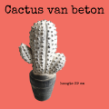 cactus van beton met stekels die niet prikken